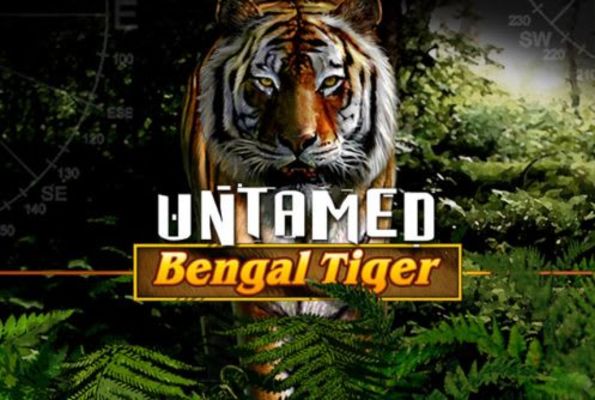 Untamed Bengal Tiger